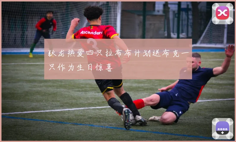 狄龙热爱四只拉布布计划送布克一只作为生日惊喜